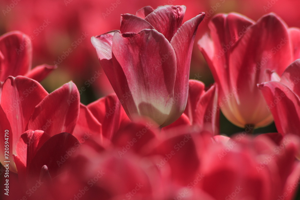 close up of pink tulip