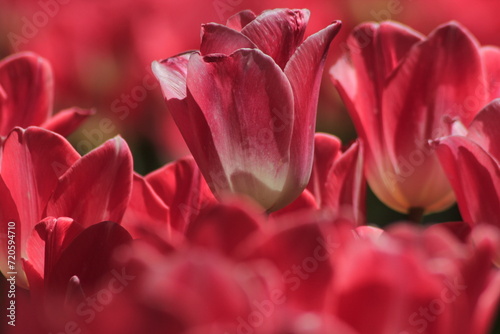 close up of pink tulip