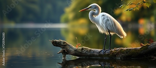 Great white egret or Egretta alba beside a beautiful lake. Concept of natural flora beauty photo