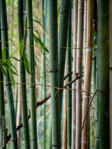 Fototapeta Naklejka Na Ścianę i Meble -  Bambusstangen