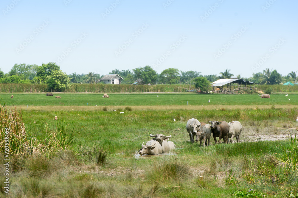 Herds of buffalo graze in the lush, green, and fertile fields. Herds of buffalo graze in the lush, green, and fertile fields.