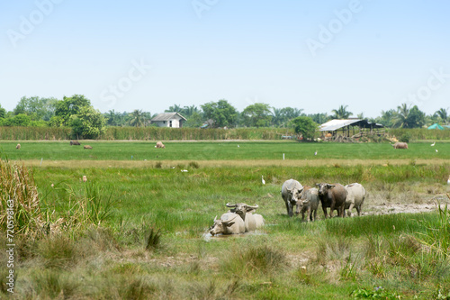 Herds of buffalo graze in the lush, green, and fertile fields.