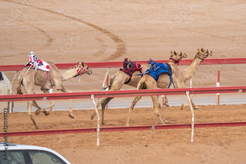Photography Lead racing camels racing on the sandy track in the Middle East with cars racing