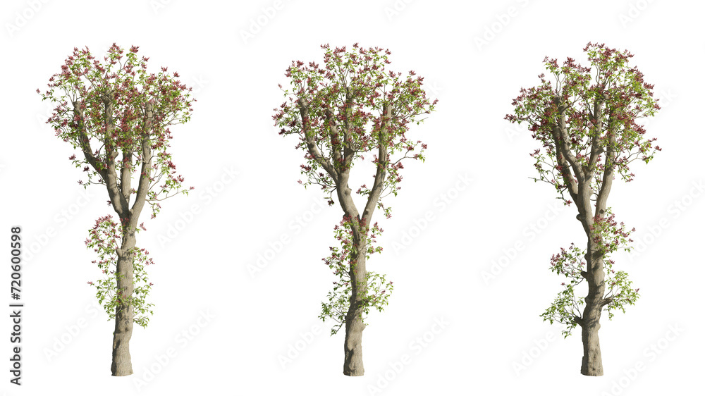 set of colorful trees, 3d rendering with transparent background, cut-outs, for illustration, digital composition, architecture visualization