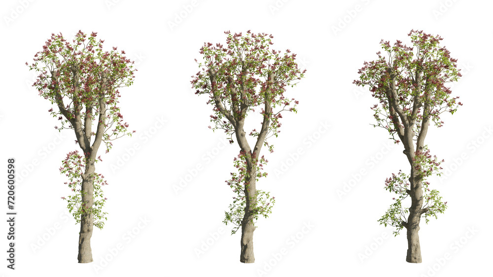 set of colorful trees, 3d rendering with transparent background, cut-outs, for illustration, digital composition, architecture visualization set of colorful trees, 3d rendering with transparent background, cut-outs, for illustration, digital composition, architecture visualization