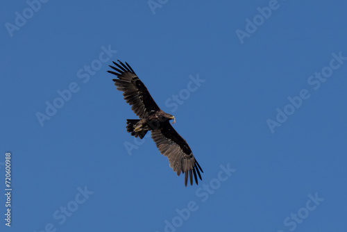 A greater spotted eagle (Clanga clanga) in flight on blue sky © KingmaPhotos