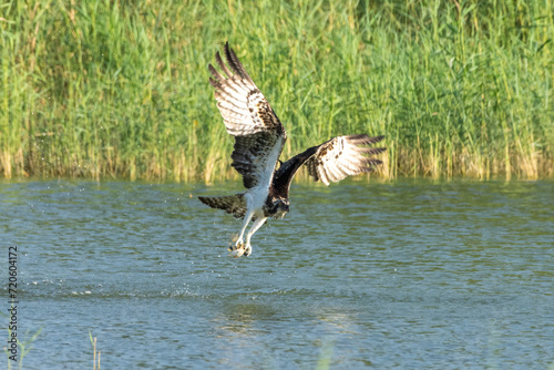 An osprey (Pandion haliaetus); the sea hawk, river hawk, or fish hawk diving into the water to catch fish