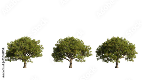 Set of trees  realistic 3D rendering on a transparent background  cut-outs for digital composition  illustration  architecture visualization