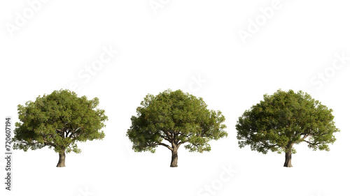 Картината върху платно Set of trees, realistic 3D rendering on a transparent background, cut-outs for d