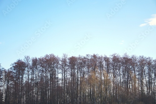 Wallpaper Mural Błękitne niebo i gęsty las poniżej Torontodigital.ca