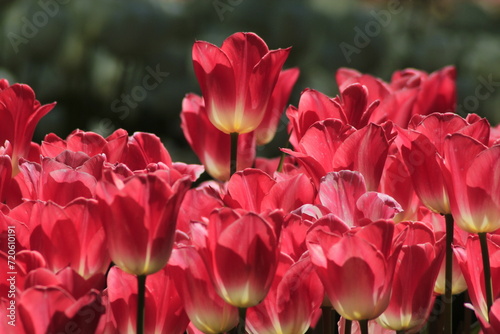 pink tulips in the garden