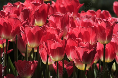 pink tulips