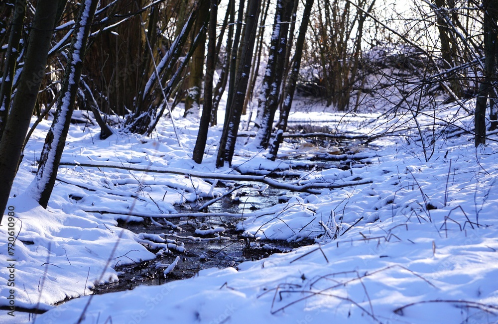 Panorama na wąską rzekę płynącą w lesie podczas mroźnej zimy. Mały strumyk leśny widoczny z oddali. Liczne drzewa, kłody i kamienie w rzece. - obrazy, fototapety, plakaty 