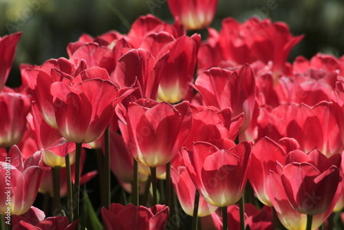 pink tulips in the garden