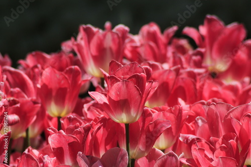  tulips in the garden