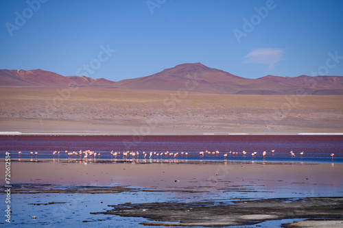 Lagoon Colorada, Bolivia
