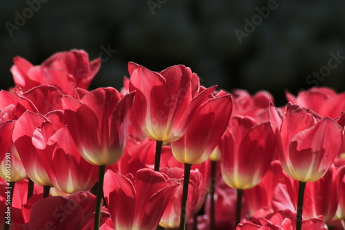 pink tulips