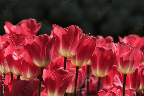 pink tulips