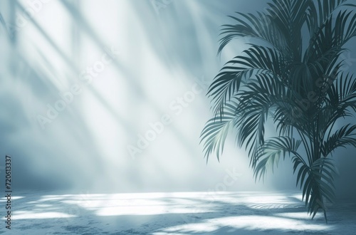 a background of a white room with a silhouette of a tropical tree