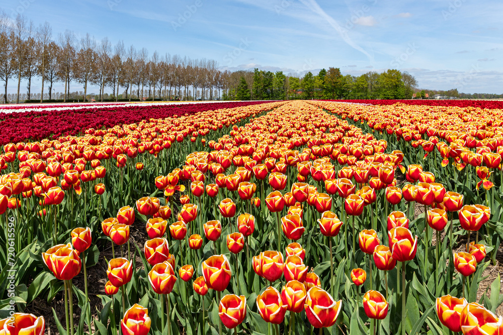 tulip field in Flevoland, Netherlands