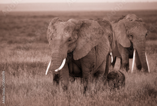 Rodzina słoni na afrykańskiej sawannie w Amboseli  © kubikactive