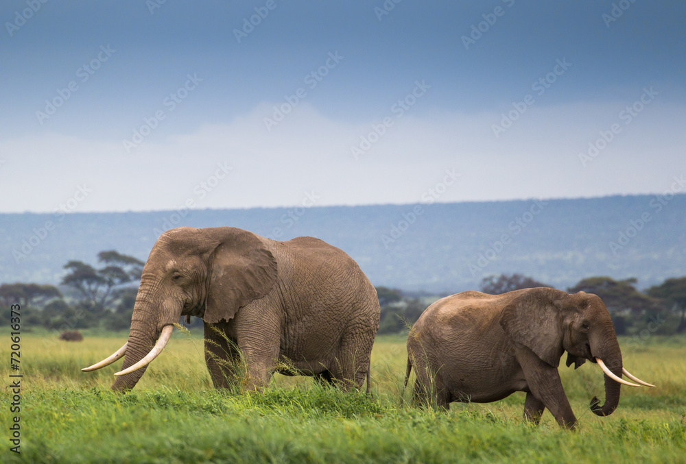 Rodzina słoni na afrykańskiej sawannie w Amboseli  - obrazy, fototapety, plakaty 