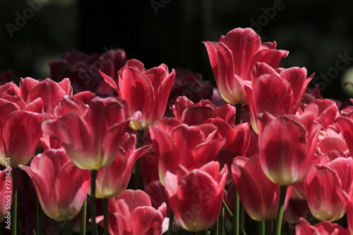 tulips in the garden