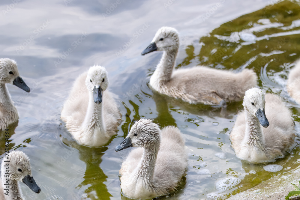 Young cute cygnets of a mute swan swim near the lake shore on a summer evening.