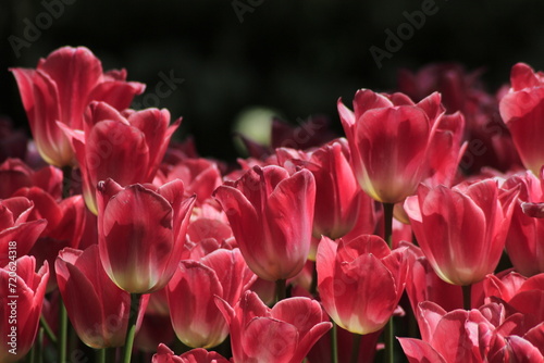 pink and white tulips