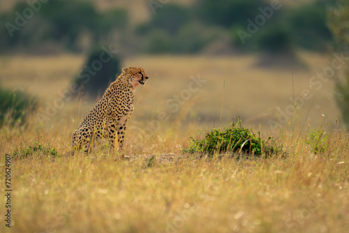 Cheetah sits on grassy plain looking right