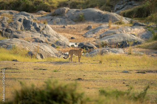 Cheetah stands on grass facing towards camera