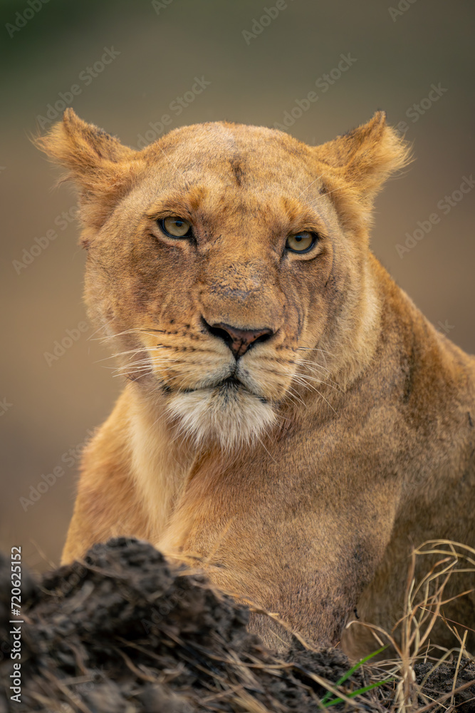 Close-up of lioness lying with closed mouth Close-up of lioness lying with closed mouth