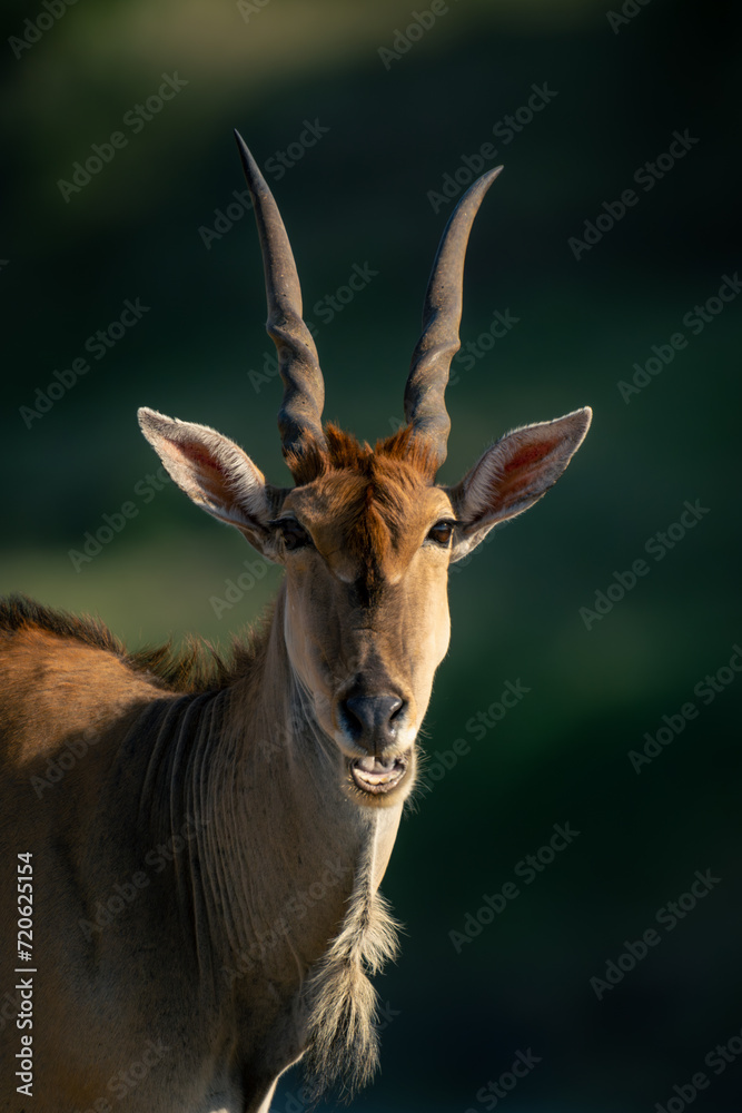 Fototapeta premium Close-up of male common eland opening mouth