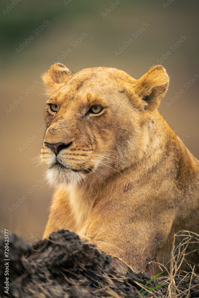 Close-up of lioness lying by muddy bank