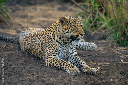 Close-up of female leopard lying on slope