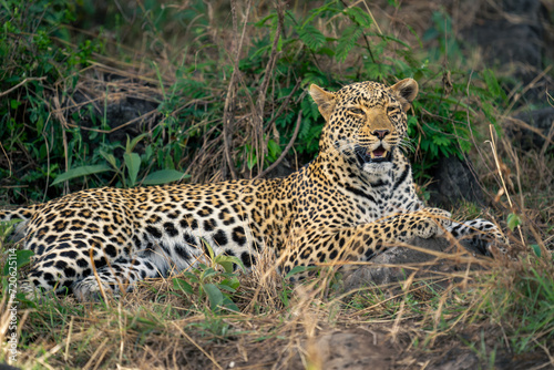 Close-up of female leopard lying opening mouth