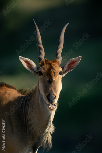 Close-up of male common eland opening mouth photo
