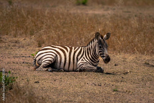 Close-up of plains zebra lying on grass