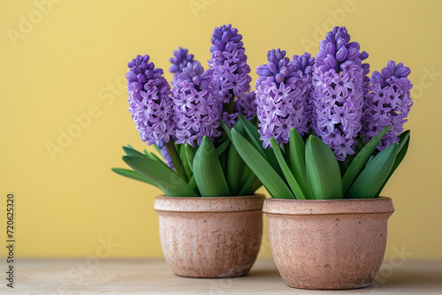 Two ceramic pots with blooming purple hyacinths on a table against a yellow background. Copy space.
