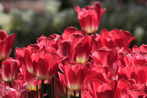 pink tulips