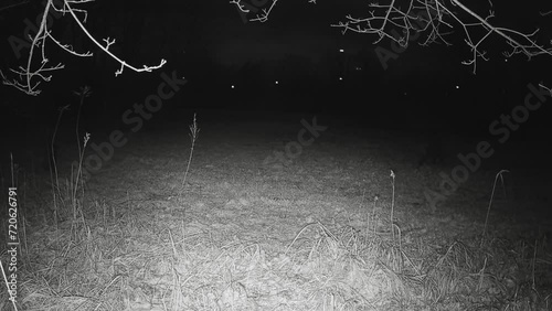 Eine Rotte Wildschweine läuft in der Nacht übers Feld photo