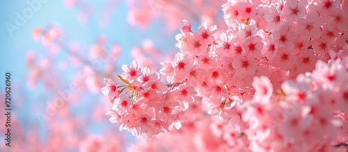 Breathtaking Cherry Blossom Flower: A Captivating Display of Cherry, Blossom, and Flower in Full Bloom photo