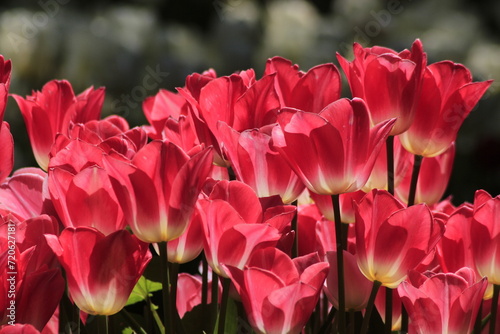 pink tulips in the garden