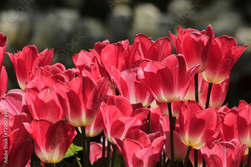 pink tulips in the garden