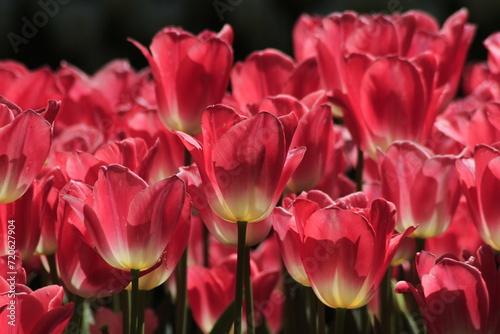 tulips in the garden