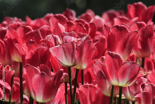 pink tulips