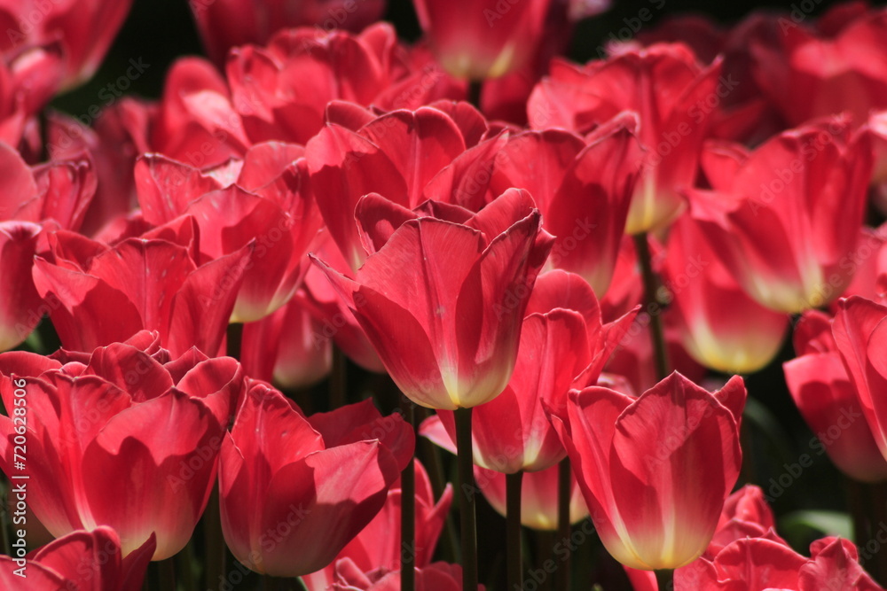 pink tulips in the garden pink tulips in the garden