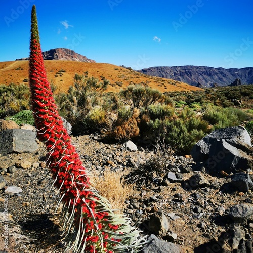 Echium wildpretii National Park el Teide Tenerife Canary Islands photo