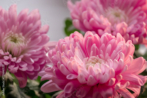 selective focus of the chrysanthemum flower  bright pink petals close-up