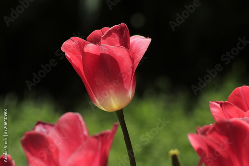 pink tulip